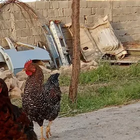 Daminat horaz