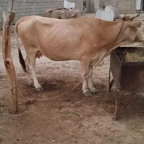 Sygyr