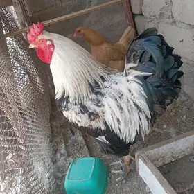 Balgar towuk horaz