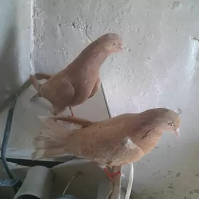 kepderi