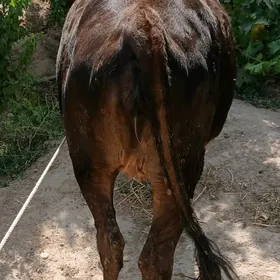 okuz tuwe