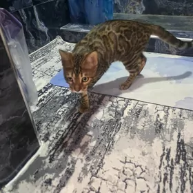 Bengal