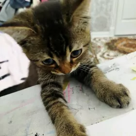 Шотландский кот