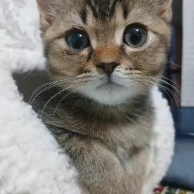 шотландский кот
