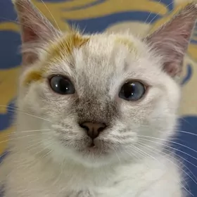 котенок