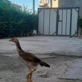 Paroda juje