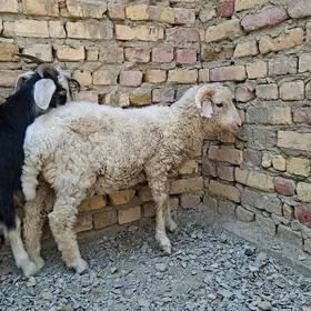 goýyn we geçi