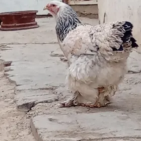 tawuk