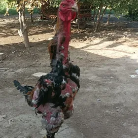 Tohum horaz