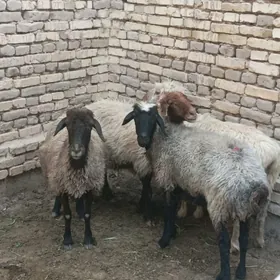 Goýun