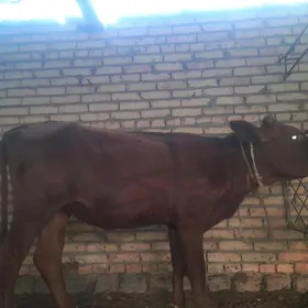 unajyn