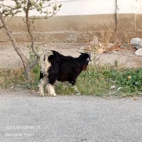 Çewiş