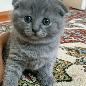 шотландские вислоушки