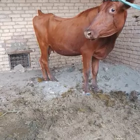 saglyk sygyr