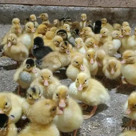 Pekin Ördek jüýjeleri
