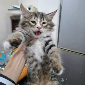 КОТЁНОК МАЛЬЧИК