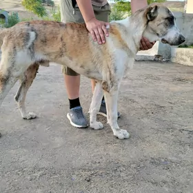 копек