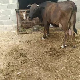 sygyr