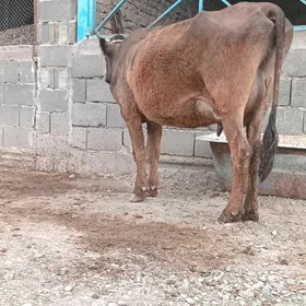 TOHUM GOLELI SYGYR