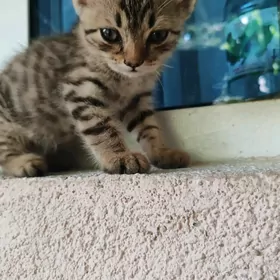 котенок