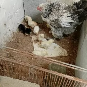 brama kürük towuk