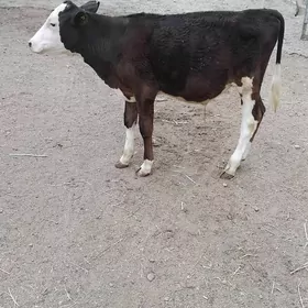 öküz
