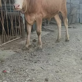 öküz