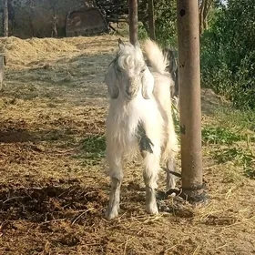çewiş