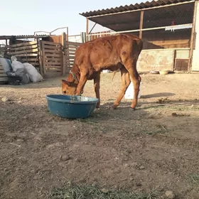 öküź