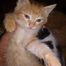 Рыжий котенок!!!