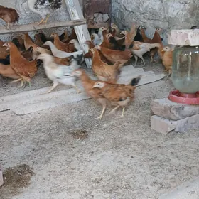 turkmen juyje