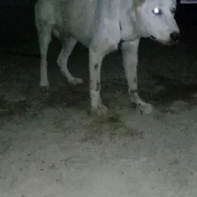 Alabaŷ