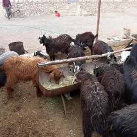goyun we geciler