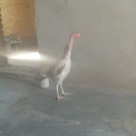 baysow towuk