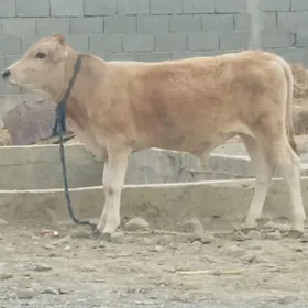 ÖKÜZLER