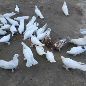 Kepderi Голуби
