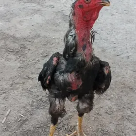 paroda horaz