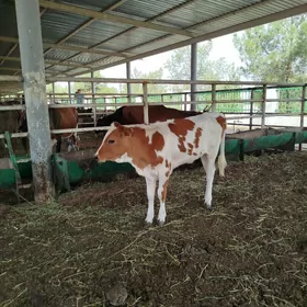 gibirit tuwe