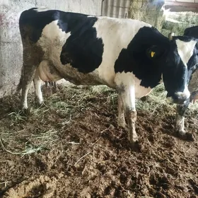 arassa Galisteyin boğaz