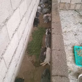 towşan