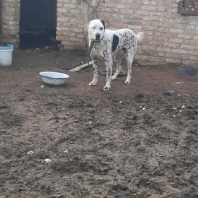 kucuk ady Balu