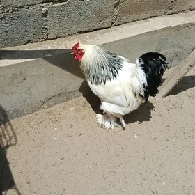 BRAMA
