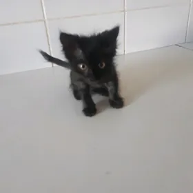 pişik. koşka.