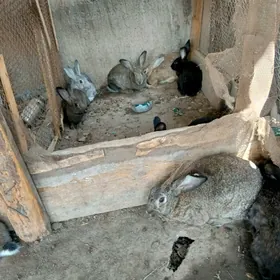 Towşan krolik