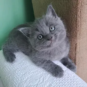 Шотландская прямоушка