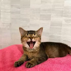 Чистокровный шотландский кот