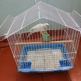papugay