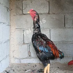 Taşkent horazlar