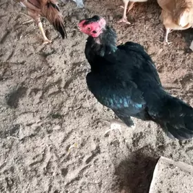 baysow towuklar