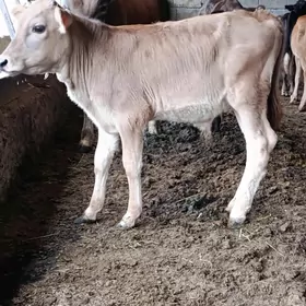 okuzçe ler